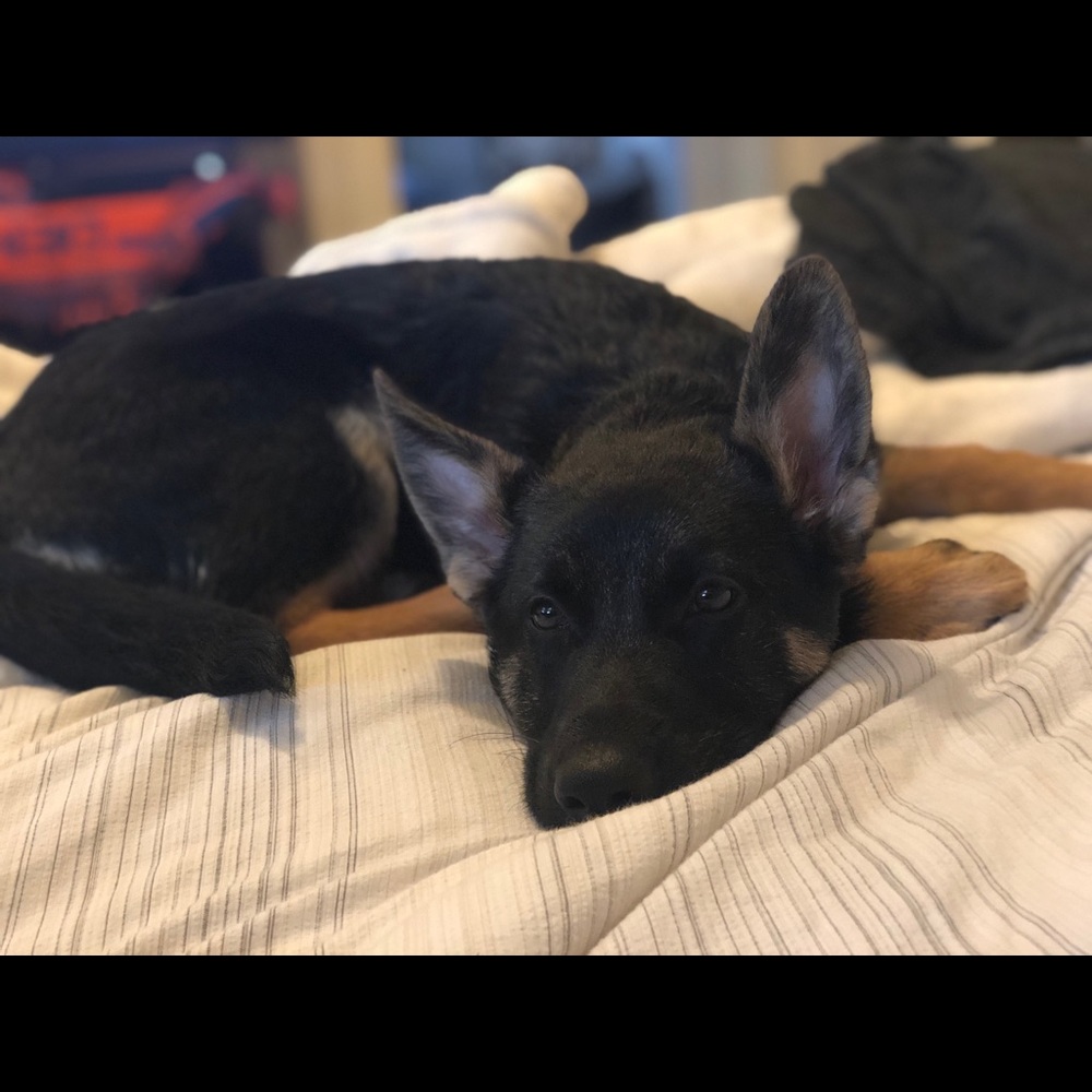 Meet your Posher, Amanda